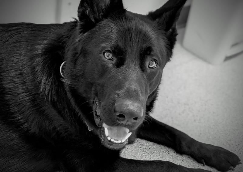 Carousel Slide 5: Learn more about Care for Dogs >>